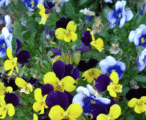 Violas