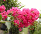 Crapemyrtle